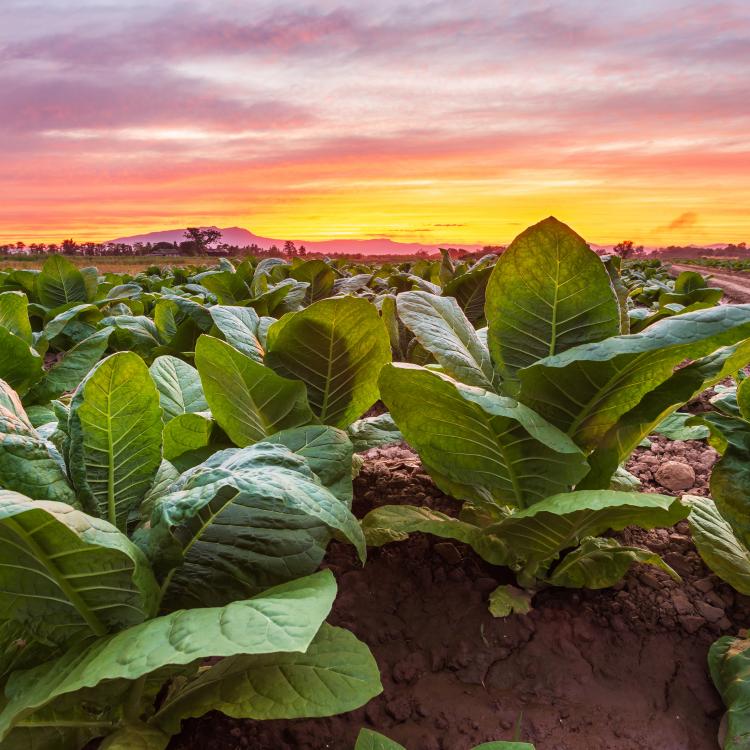  tobacco field